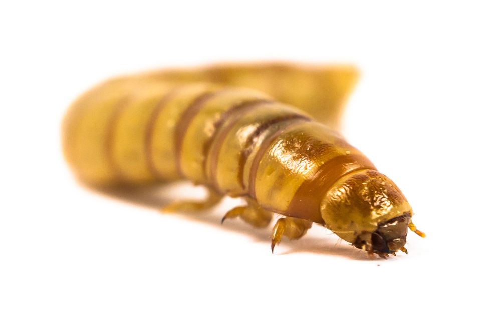 Mealworm: Critters And Bugs Online Store