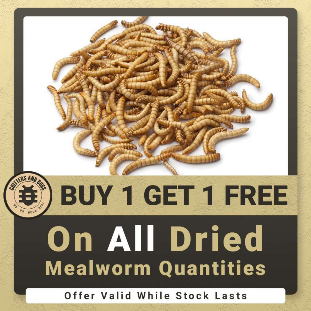 Dried Mealworm Promotion